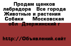 Продам щенков лабрадора - Все города Животные и растения » Собаки   . Московская обл.,Дзержинский г.
